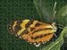 Jigsaw of Sweet Oil BUTTERFLY from Ardea