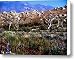 Spring in Onion Valley Canvas Print / Canvas Art - Artist Tina Slee
