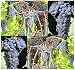 Riverbank Grape Vitis riparia Vine Seeds Fragrant HARDIEST SPECIES COLD -40 F (1/8 oz)