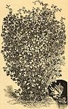 1895 Print Canary Bird Flower Tropaeolum Peregrinum - Original Halftone Print