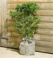 Ceanothus Trellis