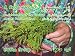 A Cedar Branch: In Celebration of the Glorious Ancient Persian Culture
