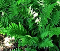Leather Wood Fern - Dryopteris - SHADE - Evergreen