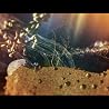 the Endless - "Hunt For The Heart" from Somniloquy