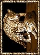 Animal Area Rug, Home Dynamix Zone Leopard