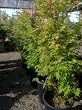 Coral Bark Japanese Maple Tree -- 12 by 12 Inch Container
