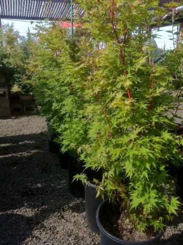 Coral Bark Japanese Maple Tree -- 12 by 12 Inch Container
