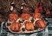 Kitchen & Housewares : 6 - Pk. Burgers' Smokehouse Smoked Quail