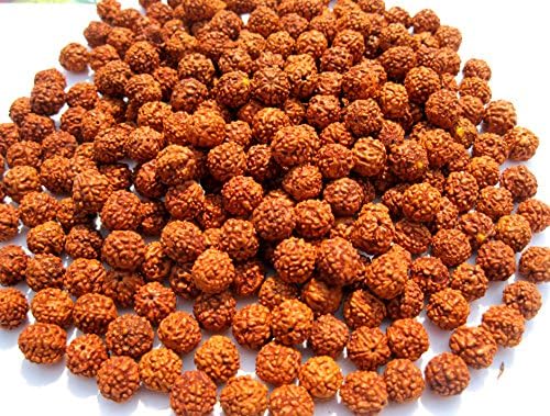 Godblessmart-Lot of 1011 Rudraksh Seeds Loose Beads, Rudraksha Beads, 8mm