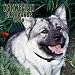 Norwegian Elkhounds 2000 Calendar: Wall