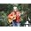 Miniaturansicht von Joan Baez