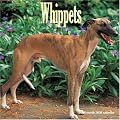 Whippets 2008 Wall Calendar