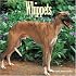 Whippets 2008 Wall Calendar