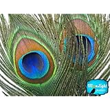 50 Pieces Natural Peacock Feathers 10"-12"