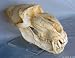Mandrill Skull, Male