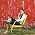 Vignette de Andrew Bird