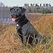 Labrador Retrievers, Black 2009 Square Wall Calendar