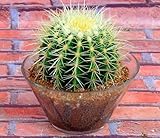 【日記】プロジェクトマネージャの試験対策開始しました【参考書】 61C6DOgbETL. SL160 【日記】プロジェクトマネージャの試験対策開始しました【参考書】