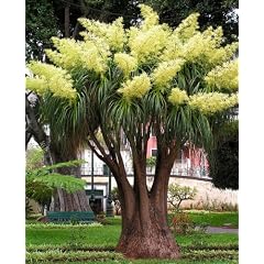 Seedeo Flaschenbaumlilie - Elefantenfu� -(Nolina recurvata) 10 Samen