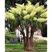 Seedeo Flaschenbaumlilie - Elefantenfu� -(Nolina recurvata) 10 Samen