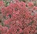 SEDUM DRAGON\'S BLOOD 100 SEEDS