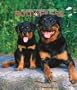 Rottweilers 2007 Weekly Calendar