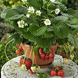 イチゴ：四季なりいちご夏姫3号ポット4株セット[春～秋まで収穫できる][MPS]