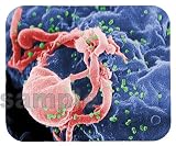 HIV-1 (green) Budding from Lymphocyte Mouse Pad