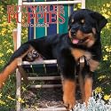 Rottweiler Puppies 2007 Calendar