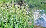 Weeping Sedge water pond plant
