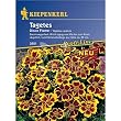 Tagetes patula, 'Disco Flame'