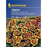 Tagetes patula, 'Disco Flame'