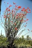 Ocotillo Tree 10 Seeds - Fouquieria splendens - RARE / BONSAI - B000TXUJ8Q