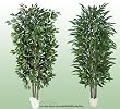 TWO 7' Artificial Trees - Very Full Ficus + Chestnut with Real Wood Trunks