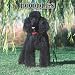 Poodles 2008 Square Wall Calendar by BrownTrout Publishers