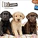 Lab Puppies 2015 Small Wall Calendar