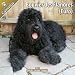 Bouvier des Flandres (Euro) 2011 Wall Calendar #10020-11