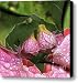 Abutilon Flowers with Rain Drops Canvas Print / Canvas Art - Artist Karin Kuhlmann