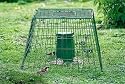 GROUND FEEDING BIRD GUARD - SMALL MESH