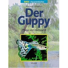 Der Guppy: Pflege und Hochzucht