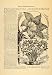 1896 Article Queen Amaryllis Regina Flower Plant Garden - Original Print Article