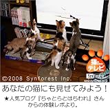 猫のためのテレビ・DVD版 ニャンコたちへの贈り物 画像