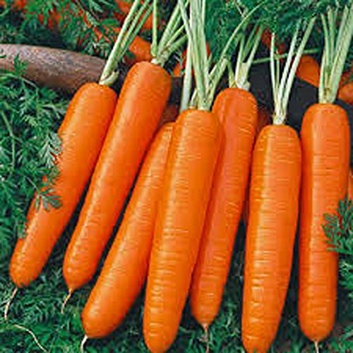 Carrots, Scarlet Nantes Carrot Seeds, Organic, NON-GMO, 25+ seeds per package,A classic among carrots, Scarlet Nantes has that old-time carrot flavor. Carrots, Scarlet Nantes Carrot Seeds, Organic, NON-GMO, 25+ seeds per package,A classic among carrots, Scarlet Nantes has that old-time carrot flavor.