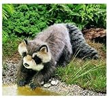 Large Raccoon