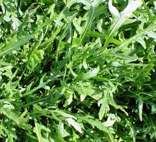Fresh Arugula Seeds Herb Garden 50 Seeds