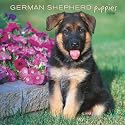 German Shepherd Puppies 2008 Square Wall Calendar (German, French, Spanish and English Edition)