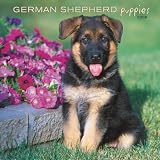 German Shepherd Puppies 2008 Square Wall Calendar