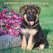 German Shepherd Puppies 2008 Square Wall Calendar