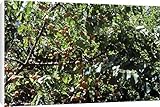 Canvas Prints of JVG-1668 Wild Apricots - on tree from Ardea Wildlife Pets