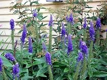 Blue Cat's Tails Perennial 4 Plants -Veronica-Speedwell